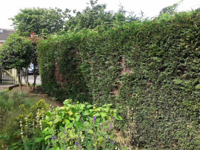 Hedge trimming