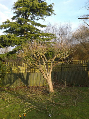 Fruit tree pruning