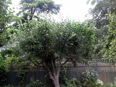 Fruit tree pruning