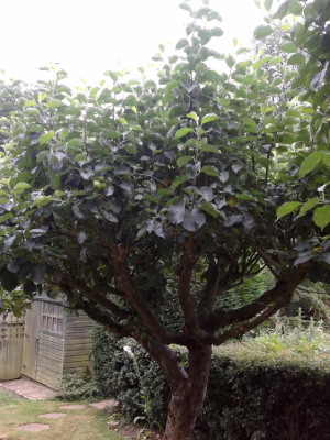 Fruit tree pruning