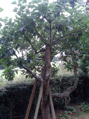 Fruit tree pruning