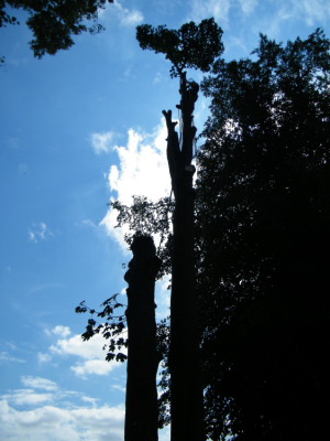 Tree-surgery