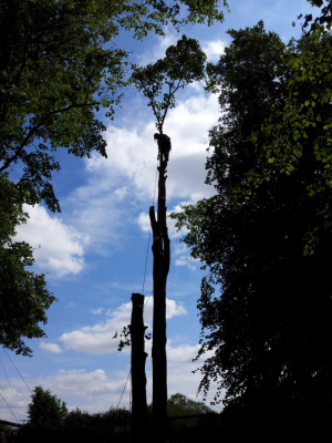 Tree removal