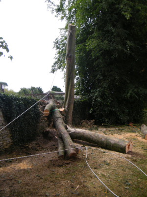 Tree-surgery
