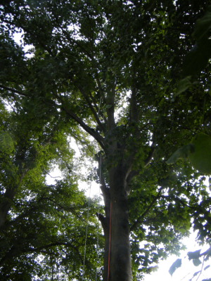 Tree-surgery