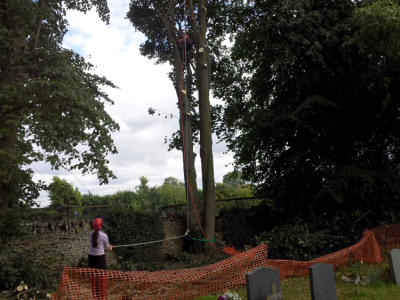 Tree-surgery