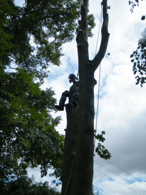 Tree-surgery